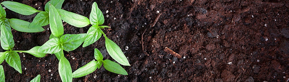 Jeunes pousses en terreau fertile pour un potager sain Jeunes pousses de légumes verts poussant dans un terreau riche et sombre, symbole de croissance et jardinage fertile.