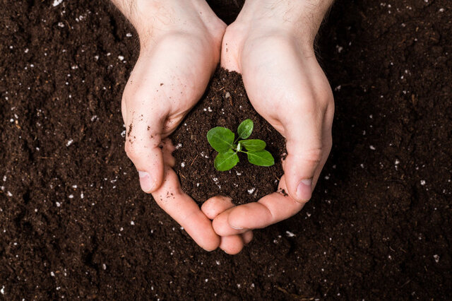Terre végétale utilisée pour planter une pousse